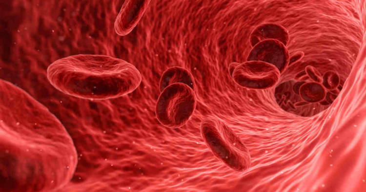 Cellule del sangue. Scoperti i meccanismi di recidiva della leucemia mieloide acuta